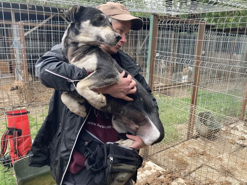 ♥RONI♥ sanfte,hübsche, liebe,anfangs noch schüchterne Hündin,die sicher schnell Vertrauen fasst 47cm