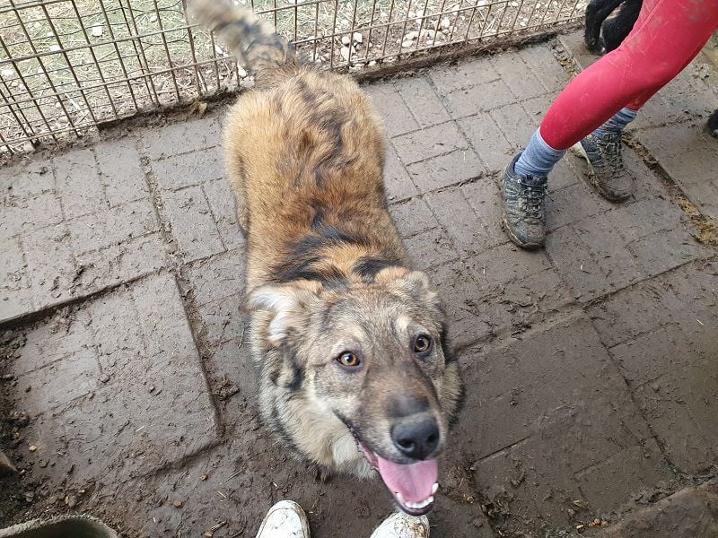 ♥ALISON♥ bezaubernde, verschmuste Junghündin voller Lebensfreude 49 cm