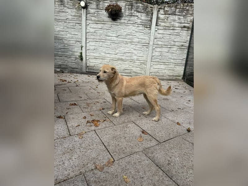 ♥BARNY♥ neu auf Pflegestelle bei Köln - zuckersüßer, verspielter Bub 44 cm (wachsend) ♥BARNY♥ neu auf Pflegestelle bei Köln - zuckersüßer, verspielter Bub 44 cm (wachsend)