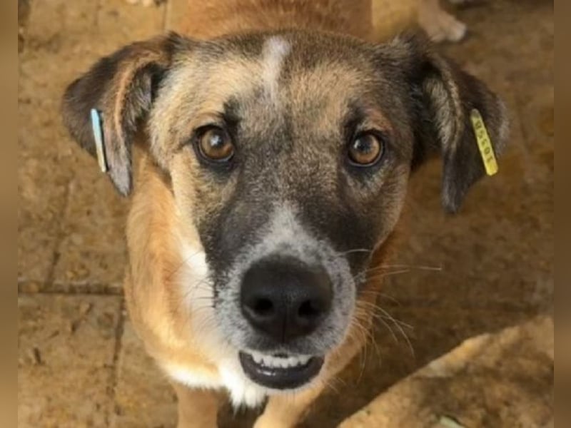 ♥NICO♥ verschmuster, sehr menschenbezogener, aufgeschlossener hübscher Rüde 47 cm ♥NICO♥ verschmuster, sehr menschenbezogener, aufgeschlossener hübscher Rüde 47 cm