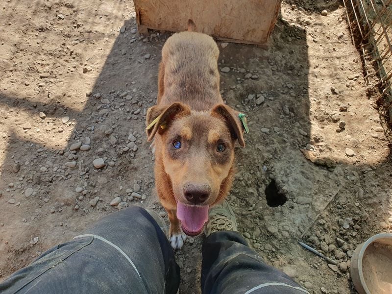 ♥SHAWNA♥ total menschenbezogene, wunderschöne, lebensfrohe, quirlige Junghündin 46 cm