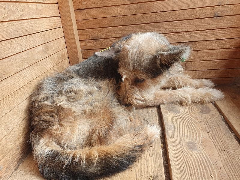 ♥LENI♥ ab 14. Nov auf Pflegestelle in Köln - bezaubernde, süße, leider zu dünne Hündin 48cm