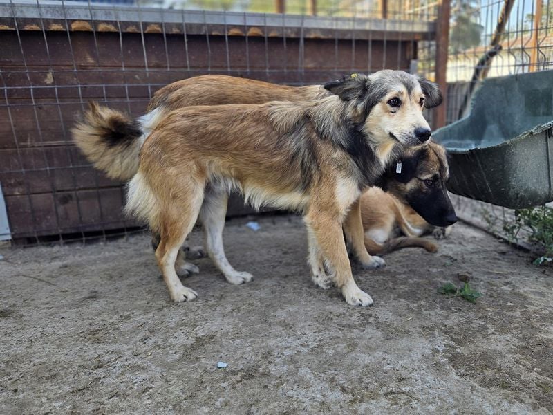 ♥SIMBA♥ neu auf Pflegestelle bei Köln - wunderschöner, so süßer und herzlicher Rüde 44 cm