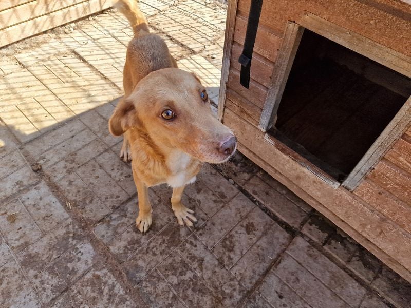 ♥SANTOS♥ anhänglicher, fröhlicher, aktiver, ganz toller Rüde 44 cm