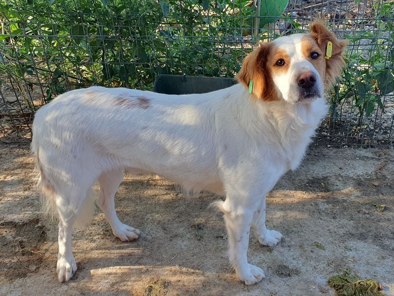 ♥NOALI♥ wunderschöne, noch etwas unsichere Hündin mit wuscheliger Puschelrute 50 cm