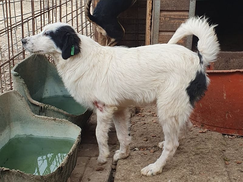 ♥YUKI♥ ab 15. Nov auf Pflegestelle bei Köln - zuckersüße, sehr zutrauliche, verspielte Juniorin 43cm