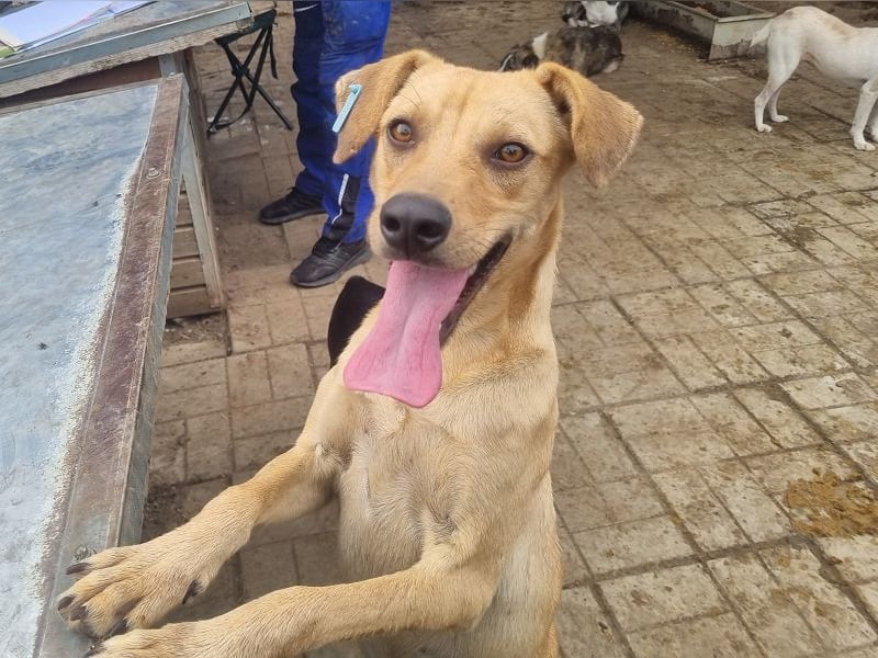 ♥FOXY♥ ganz lieber, fröhlicher, goldfarbener Blitz, der noch nie in Freiheit toben durfte 48 cm