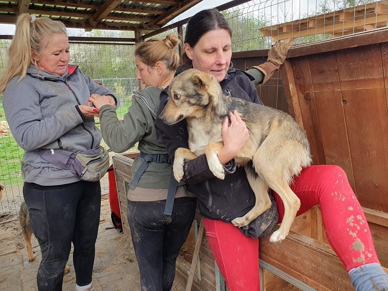 ♥LUMI♥ süßer, ganz lieber Rüde, der im Tierheim sehr viel Angst hat 47 cm