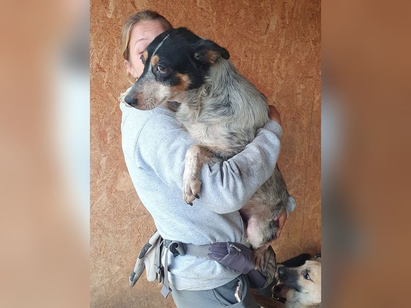 ♥NELE♥ neu auf Pflegestelle bei Leverkusen-wunderschöne, ruhige, verschmuste, sensible Hündin 47cm