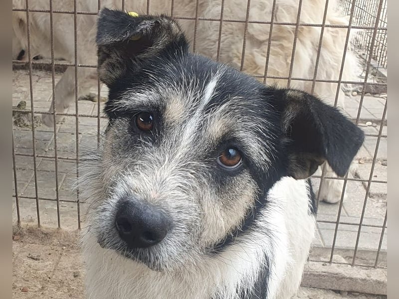 ♥FRIDO♥ süßer, hübscher, neugieriger Hundejunge mit terrierähnlichem Aussehen 49 cm