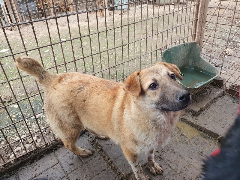 ♥ALESSIA♥ zuckersüße, ganz liebe Junghündin, die viel zu geben hat und kaum etwas erwartet 47 cm