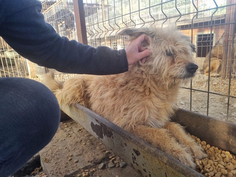 ♥LINDI♥ ruhige, sanfte, anfangs noch vorsichtige süße Hündin mit wuscheligem goldfarbenen Fell 49 cm