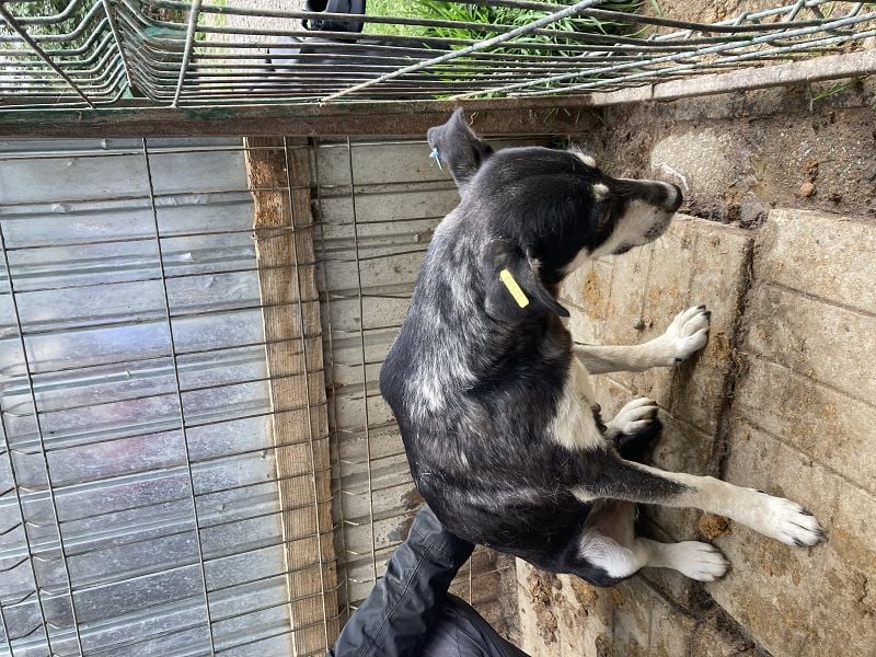 ♥RONI♥ sanfte,hübsche, liebe,anfangs noch schüchterne Hündin,die sicher schnell Vertrauen fasst 47cm