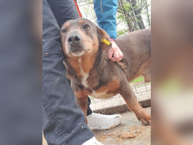 ♥IVO♥ kleiner, dackelähnlicher, sehr menschenbezogener und verschmuster Freund für's Leben 42 cm