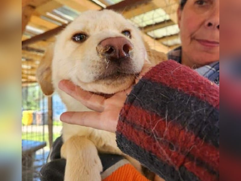 ♥ELIAS♥ süßer,sehr zutraulicher, verspielter Bub,der aussieht wie ein kleiner Eisbär-wird mittelgroß
