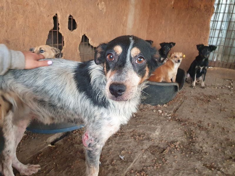 ♥NELE♥ wunderschöne, ruhige, verschmuste, sensible Hündin mit Pointer-Fellzeichnung 47 cm