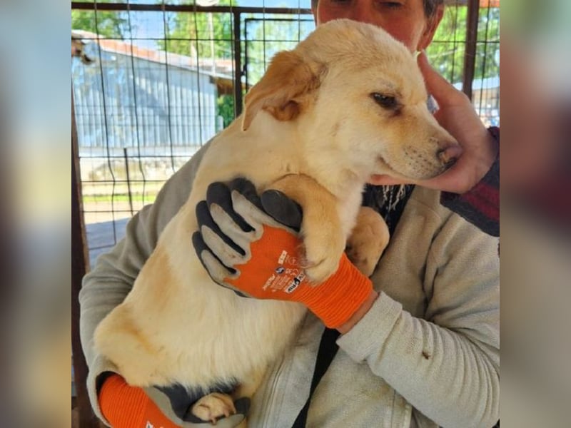 ♥ELIAS♥ süßer,sehr zutraulicher, verspielter Bub,der aussieht wie ein kleiner Eisbär-wird mittelgroß