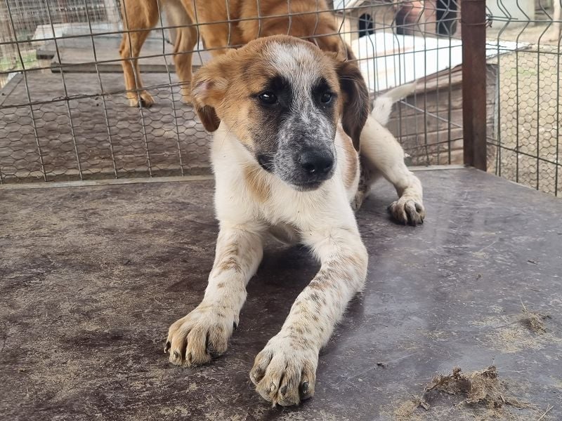 ♥MIRCO♥ wunderschöner tricolor-farbener, aufgeschlossener, verspielter Junior 43 cm (wachsend)