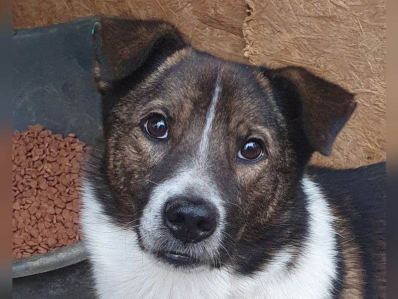 ♥LUCA♥ wunderschöner, total verschmuster, sehr menschenbezogener, sportlicher Junior 42 cm