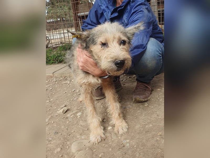 ♥LENI♥ ab 14. Nov auf Pflegestelle in Köln - bezaubernde, süße, leider zu dünne Hündin 48cm