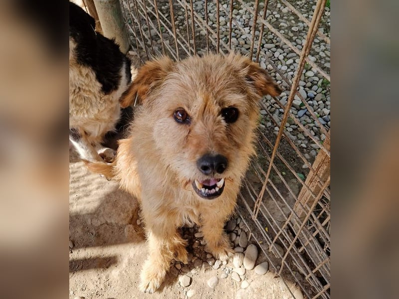 ♥LINDI♥ ruhige, sanfte, anfangs noch vorsichtige süße Hündin mit wuscheligem goldfarbenen Fell 49 cm