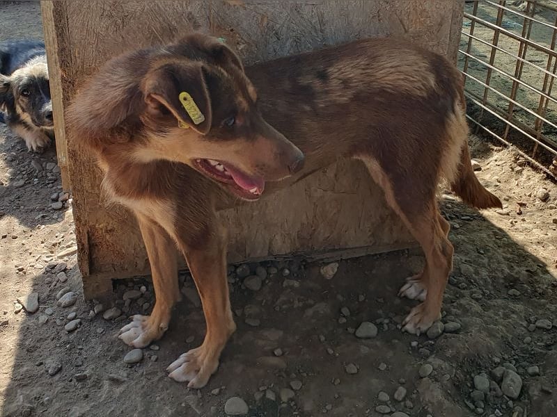 ♥SHAWNA♥ total menschenbezogene, wunderschöne, lebensfrohe, quirlige Junghündin 46 cm