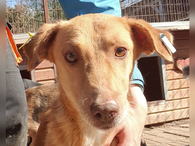 ♥SANTOS♥ anhänglicher, fröhlicher, aktiver, ganz toller Rüde 44 cm