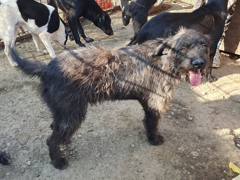 ♥BORIS♥ ganz zutraulicher, sanfter, lieber Wuschel-Mix-Rüde, der begeistert 46 cm ♥BORIS♥ ganz zutraulicher, sanfter, lieber Wuschel-Mix-Rüde, der begeistert 46 cm