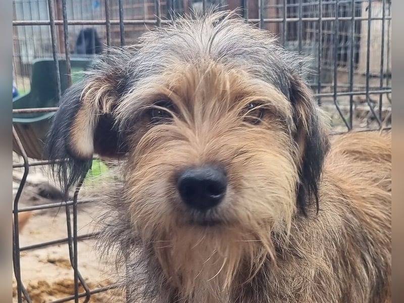 ♥SOUL♥ niedliche, anfangs noch vorsichtige Hündin mit dem zauberhaft getigerten Struppifell 47 cm ♥SOUL♥ niedliche, anfangs noch vorsichtige Hündin mit dem zauberhaft getigerten Struppifell 47 cm