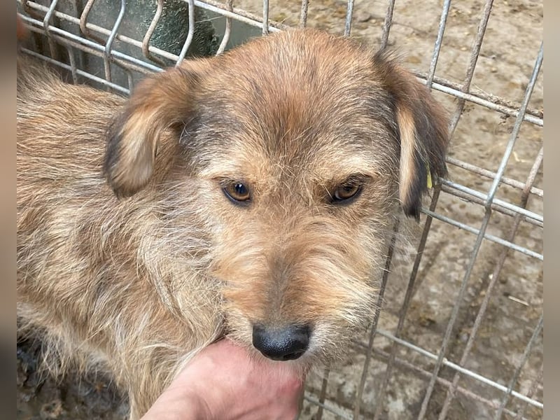 ♥SOUL♥ niedliche, anfangs noch vorsichtige Hündin mit dem zauberhaft getigerten Struppifell 47 cm ♥SOUL♥ niedliche, anfangs noch vorsichtige Hündin mit dem zauberhaft getigerten Struppifell 47 cm