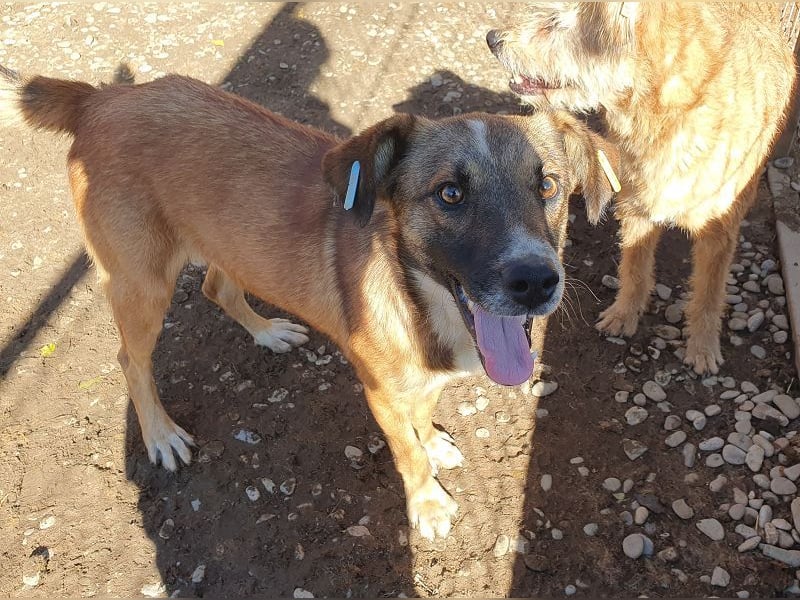 ♥NICO♥ verschmuster, sehr menschenbezogener, aufgeschlossener hübscher Rüde 47 cm ♥NICO♥ verschmuster, sehr menschenbezogener, aufgeschlossener hübscher Rüde 47 cm