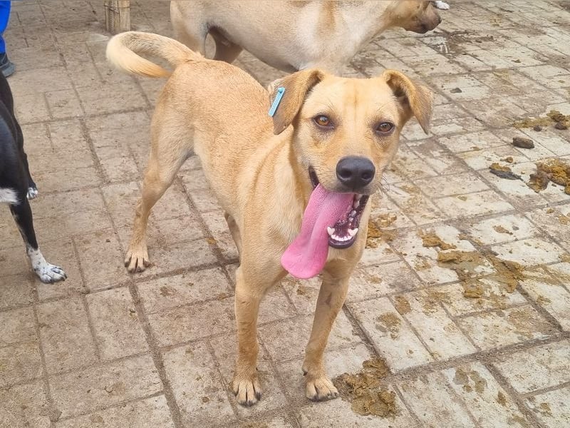 ♥FOXY♥ ganz lieber, fröhlicher, goldfarbener Blitz, der noch nie in Freiheit toben durfte 48 cm