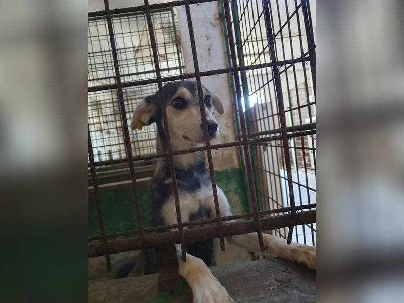 ♥FRITZI♥ neu auf Pflegestelle in Köln - zartes, ganz verschmustes Herzenshundekind 48 cm