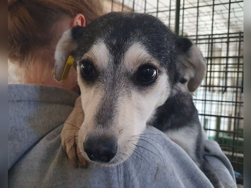 ♥FRITZI♥ zartes, ganz verschmustes, aufgeschlossenes Herzendhundekind 43 cm