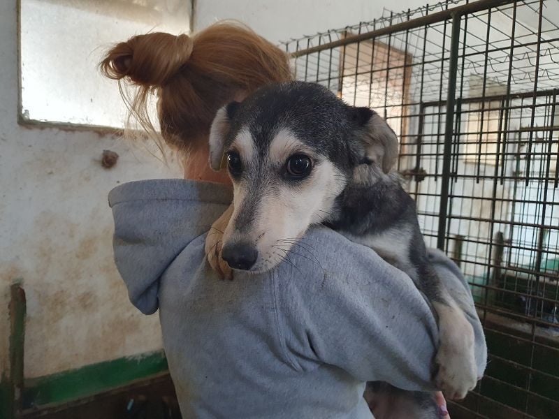 ♥FRITZI♥ zartes, ganz verschmustes, aufgeschlossenes Herzendhundekind 43 cm
