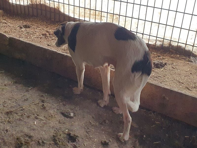 ♥HELEN♥ ab 4. Okt auf Pflegest bei Köln-sehr erschöpfte,leider zu dünne, ganz liebe zarte Seele 42cm