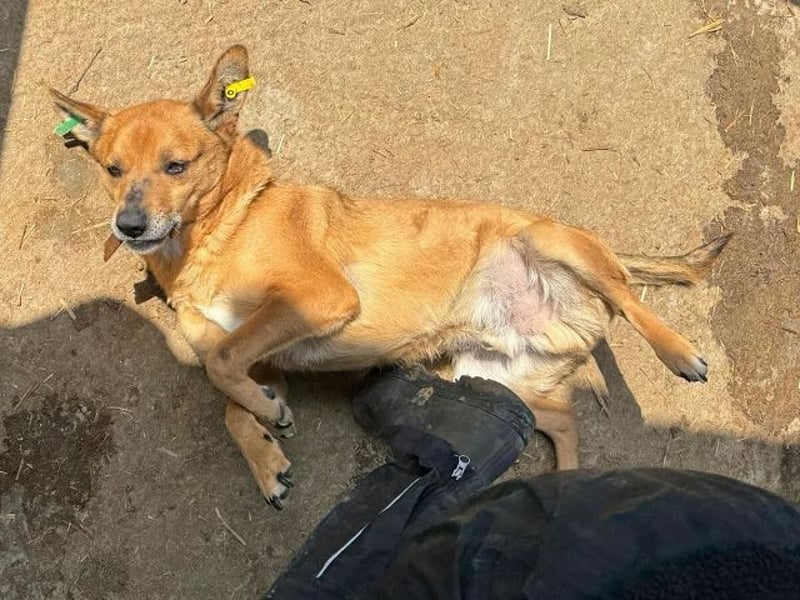 ♥AXEL♥ verschmuster, sehr menschenbezogener Traumhund 40-45 cm