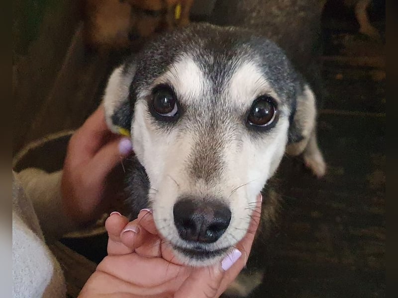 ♥FRITZI♥ zartes, ganz verschmustes, aufgeschlossenes Herzendhundekind 43 cm