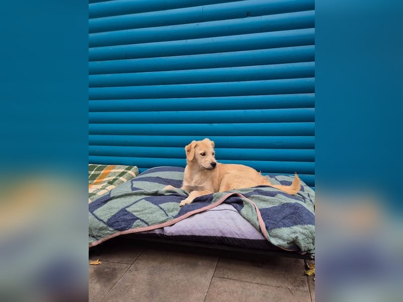 ♥BARNY♥ auf Pflegestelle bei Köln - zuckersüßer, verspielter Bub 44 cm (wachsend)