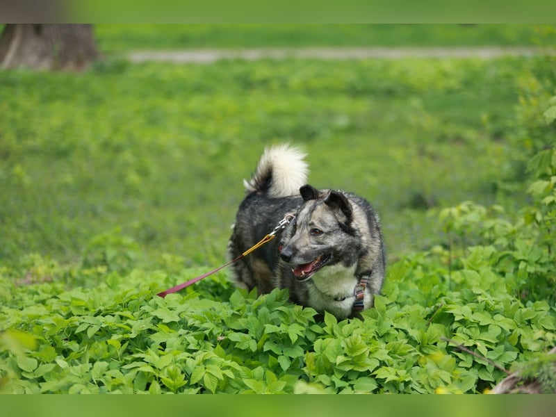 Charaktervoller Rüde Smokey ❤️ wünscht sich ein Zuhause