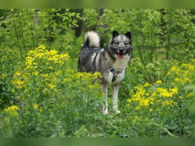 Charaktervoller Rüde Smokey ❤️ wünscht sich ein Zuhause