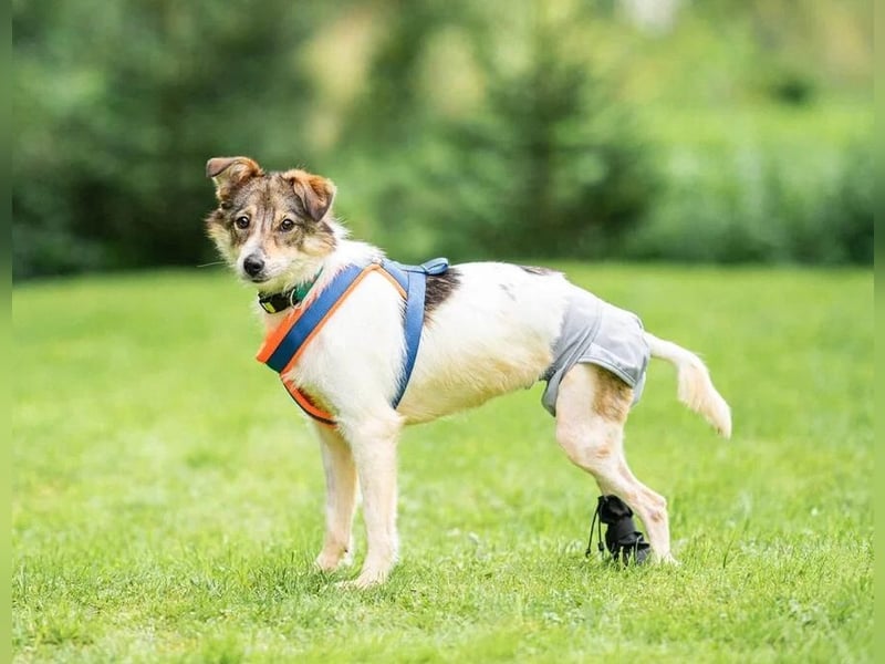 Belka ❤️ kleiner Sonnenschein sucht Zuhause