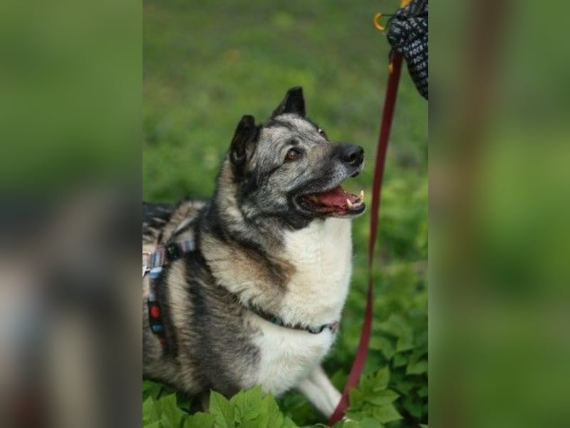 Charaktervoller Rüde Smokey ❤️ wünscht sich ein Zuhause