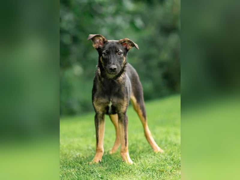 Sanfte Agatha ❤️ sucht Familie mit Herz