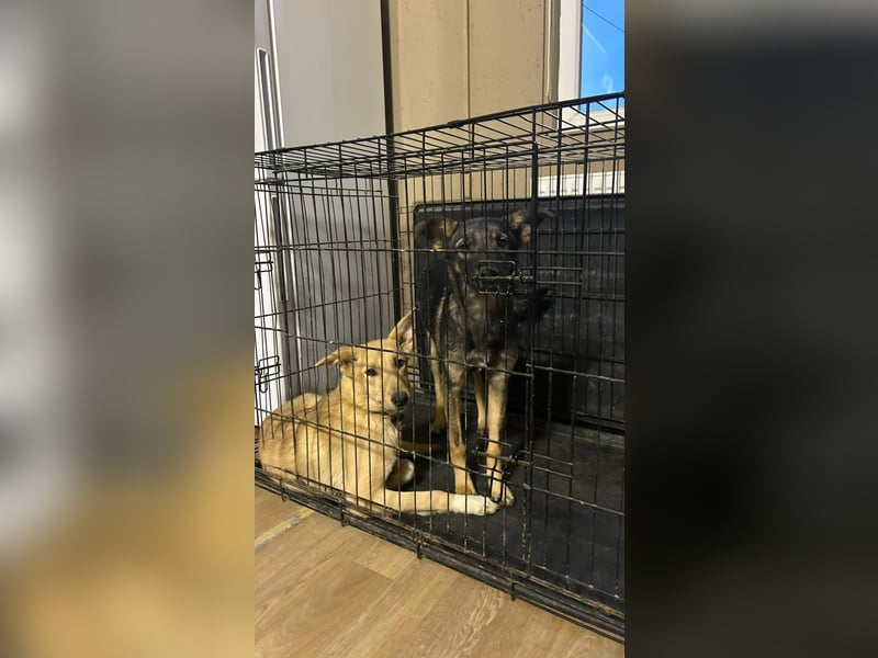 Sanfte Agatha ❤️ sucht Familie mit Herz