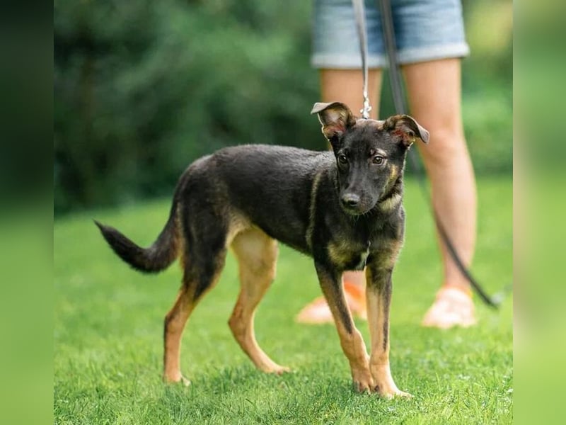 Sanfte Agatha ❤️ sucht Familie mit Herz