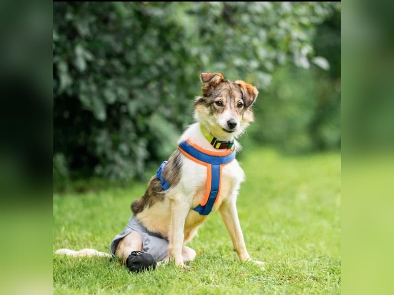 Belka ❤️ kleiner Sonnenschein sucht Zuhause