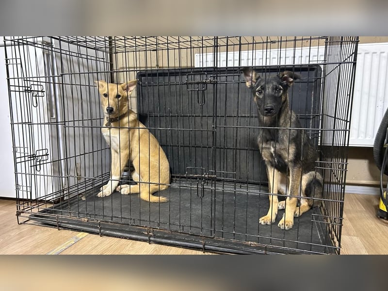 Sanfte Agatha ❤️ sucht Familie mit Herz