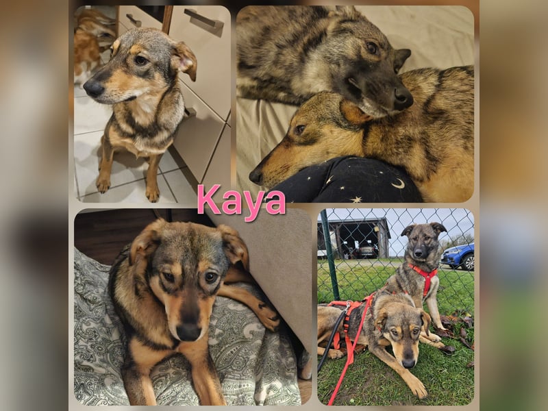 Kaya