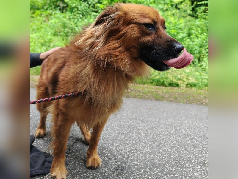 Hübscher Reno sucht ein Zuhause ❤️